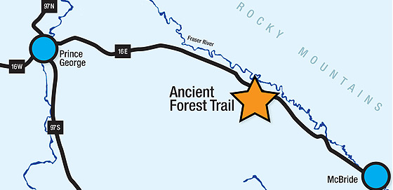 Map of the Ancient Forest