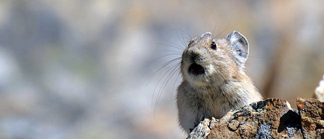 UNBC researcher uses green techniques to study how climate change is affecting the evolution of a tiny BC animal