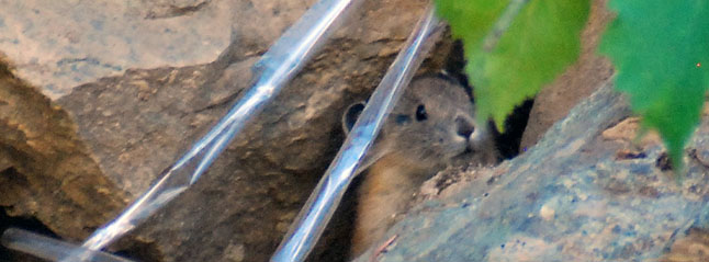 UNBC researcher uses green techniques to study how climate change is affecting the evolution of a tiny BC animal