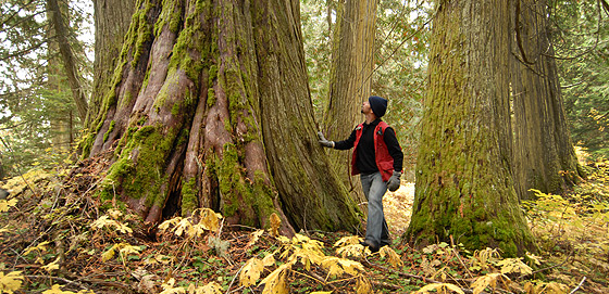 Dave Radies in the Ancient Forest