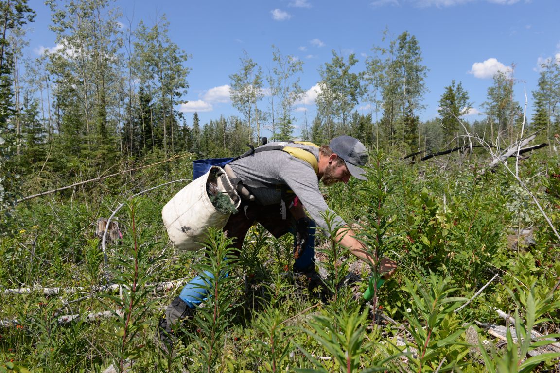 Tree planter Alex Pattison with Coast Range Contracting Ltd. plants one of the 16,000 seedlings that will be a lasting tribute to the 16,000 petition signers.