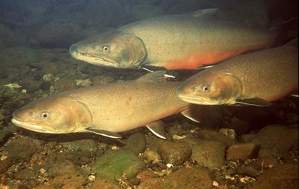 Bull trout