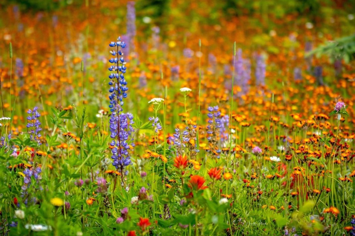 landscape-flowers