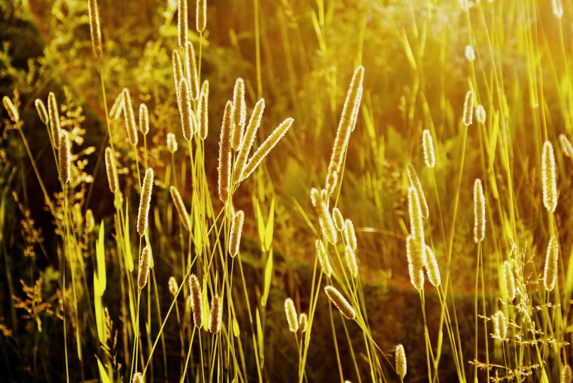 sunset-in-the-field