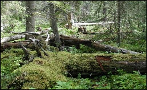 old mountain pine beetle killed tree