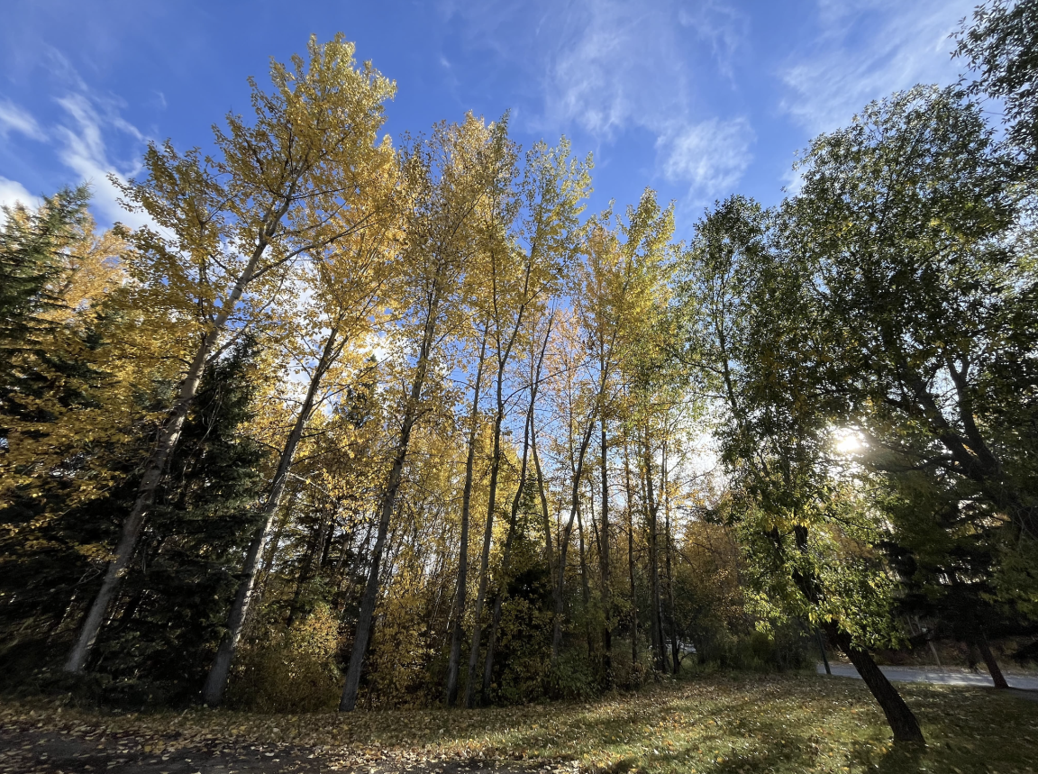 Fall colours, many trees, blue skies