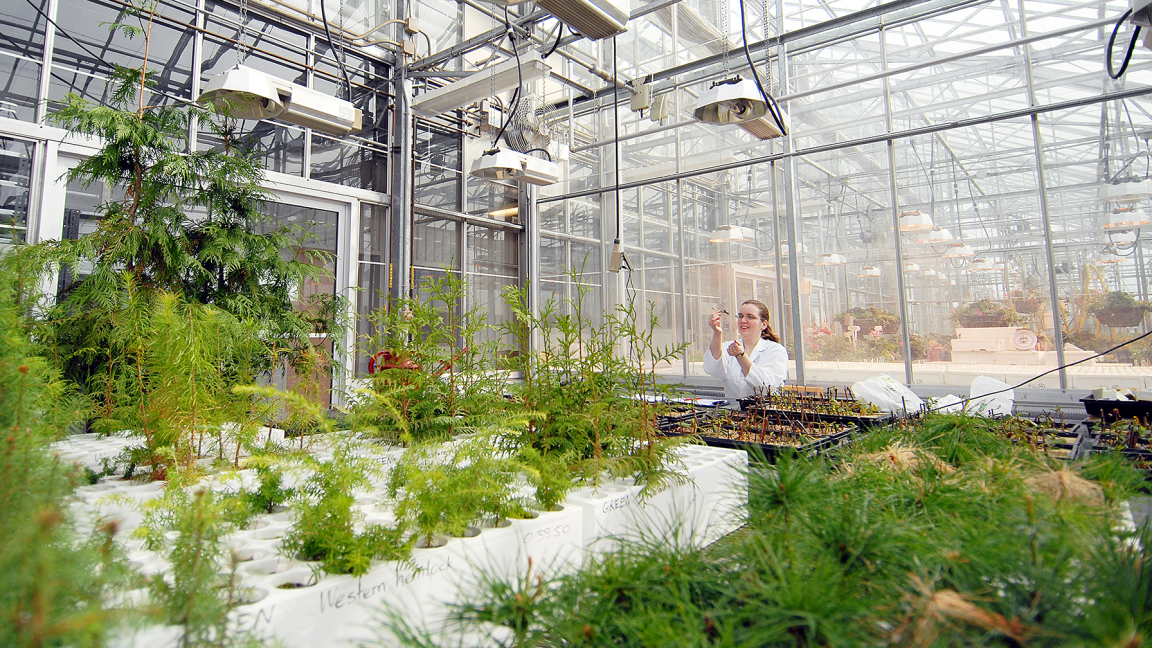 UNBC student studying plants in lab