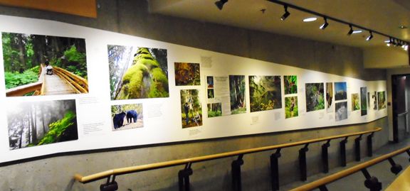 Ancient Forest Exhibit