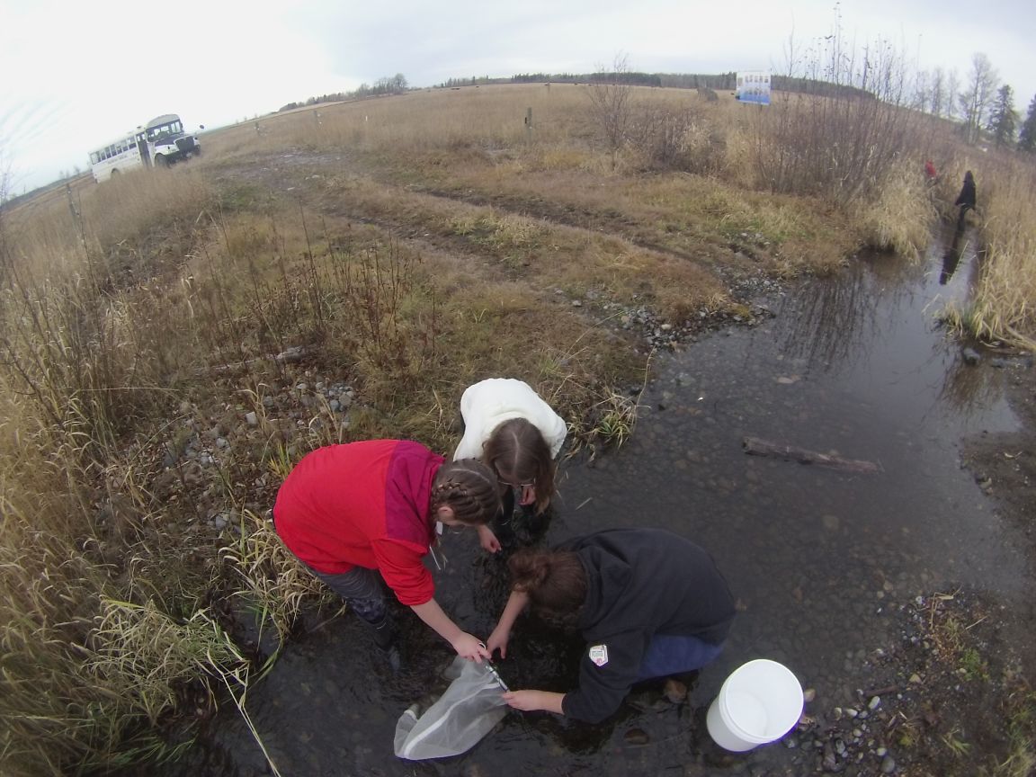 NVSS students collecting aquatic insects