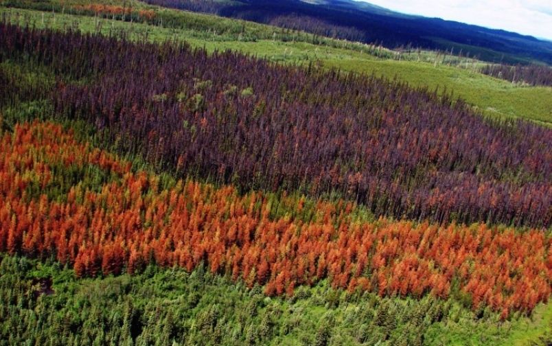 Mountain pine beetle outbreak (Prince George Citizen)