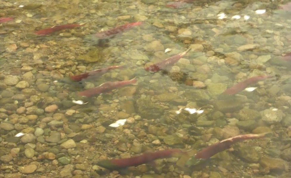 Sockeye spawning in the Stellako River