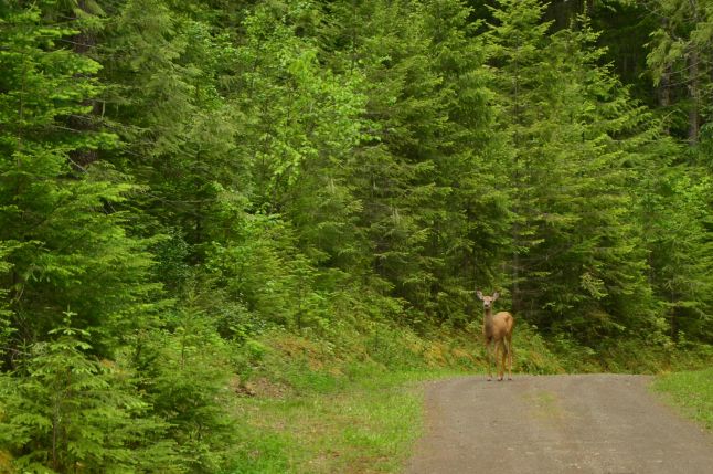 PhD Deer