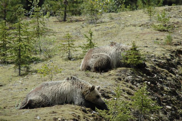 Grizzly cubs