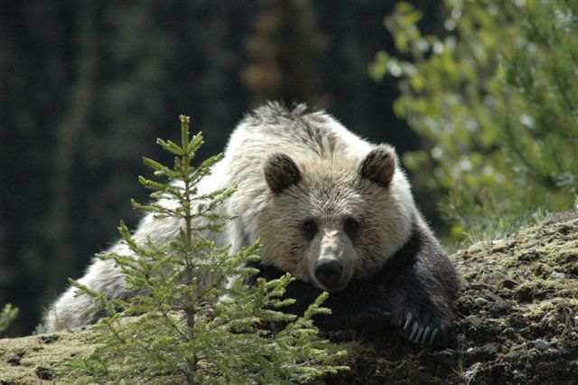 Grizzly cub