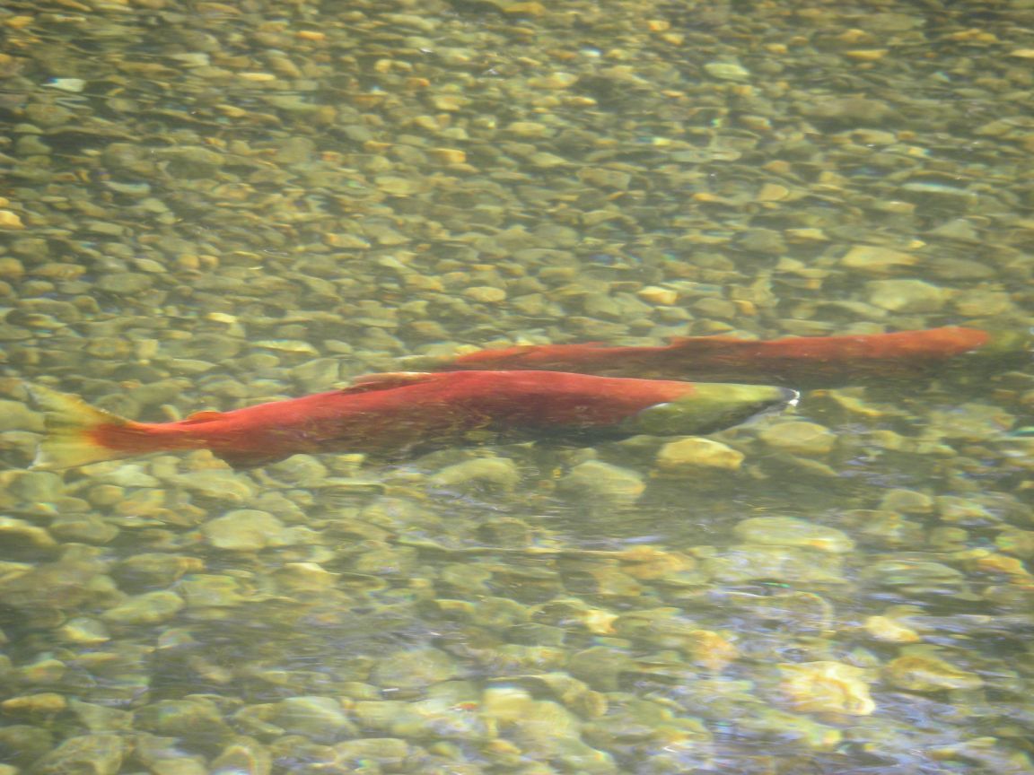 Spawning sockeye