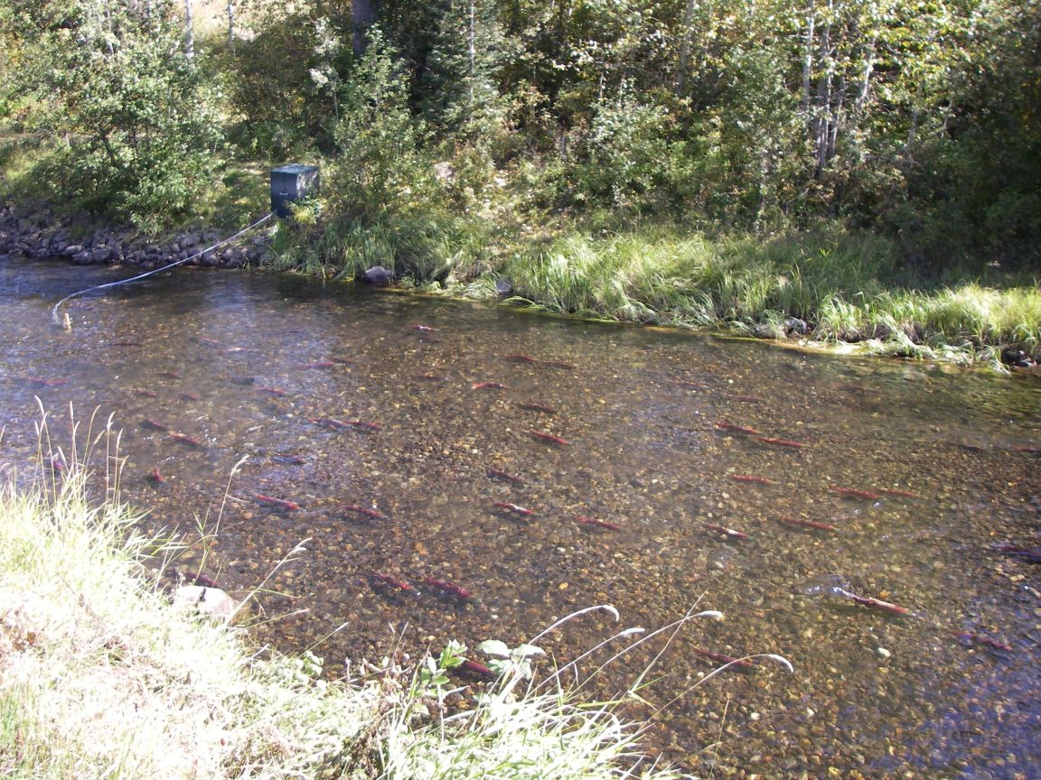 Spawning sockeye