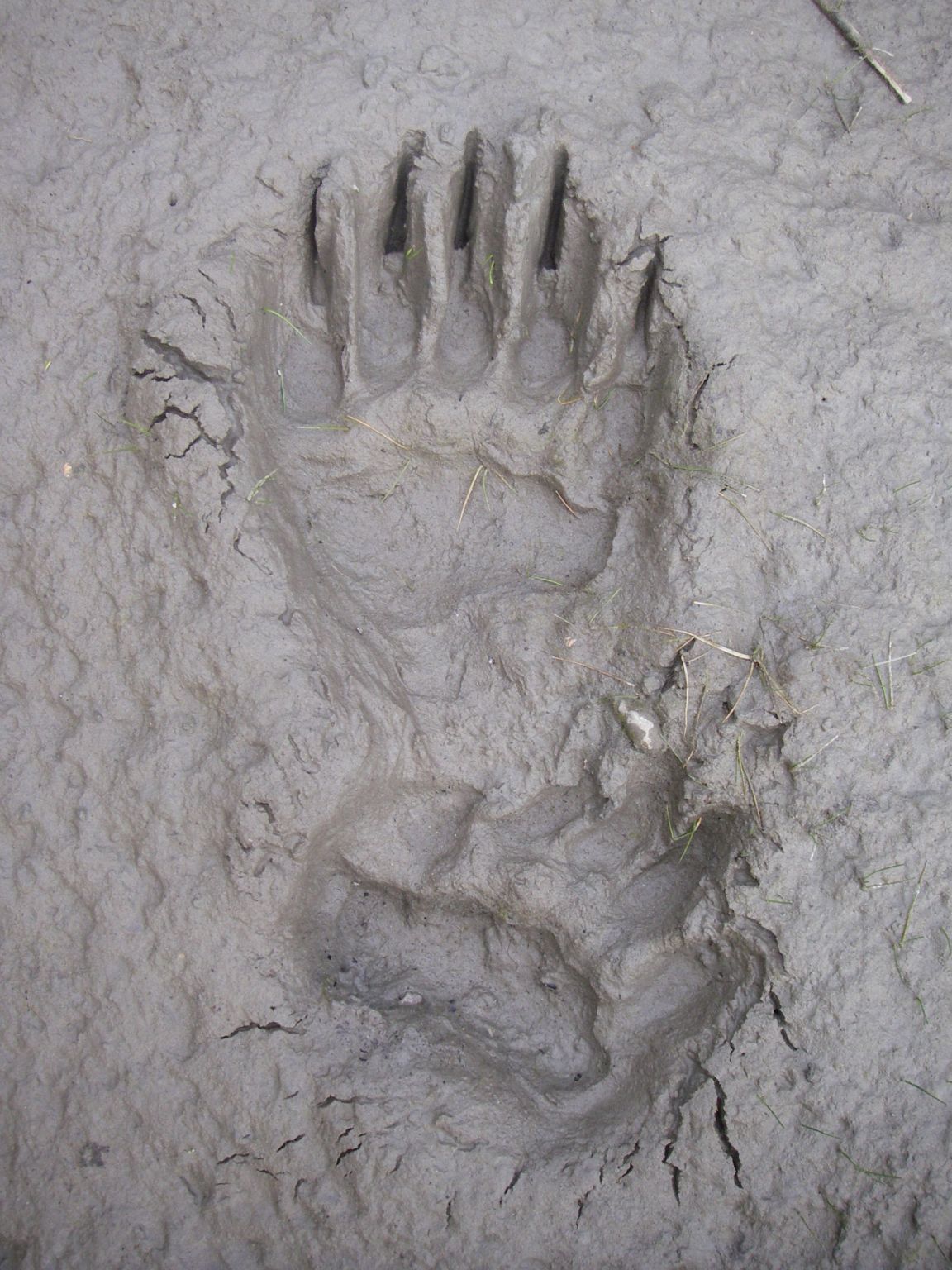 Grizzly paw prints