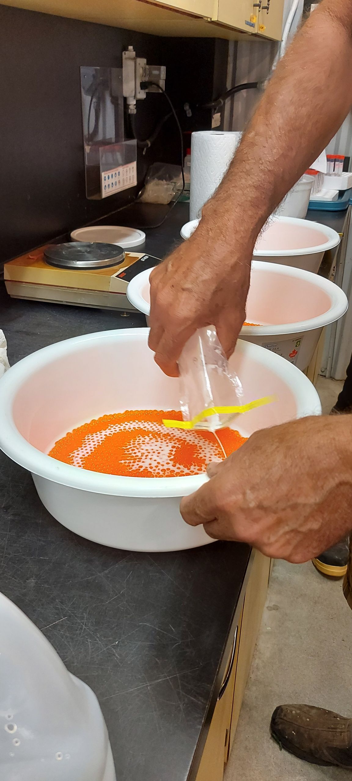 Fertilizing chinook eggs