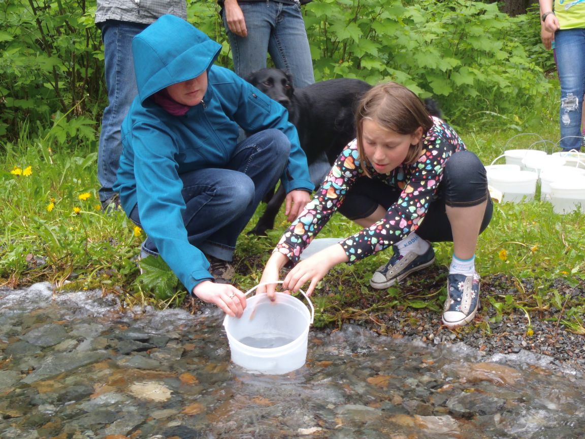 Releasing chinook fry into the Quesnel River