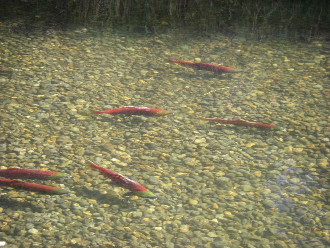 Spawning sockeye