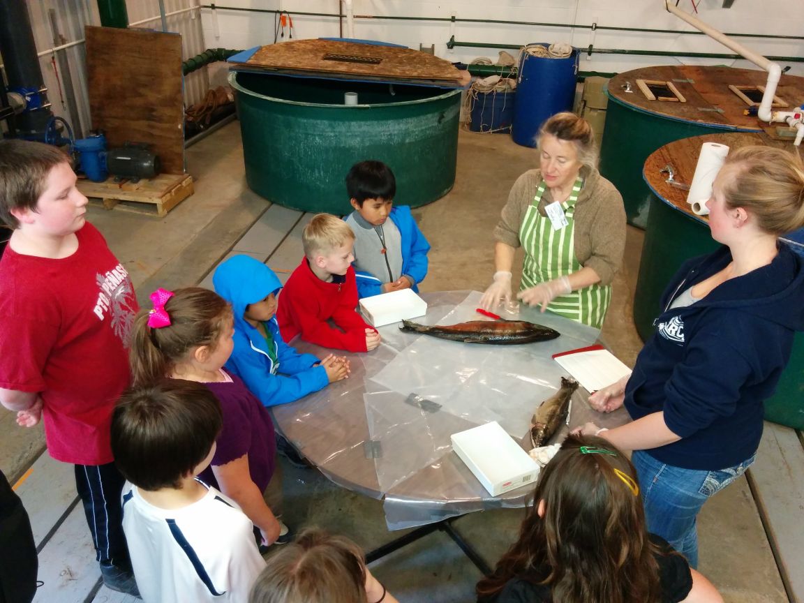 Judy Hillaby - salmon dissection with Likely Elementary School