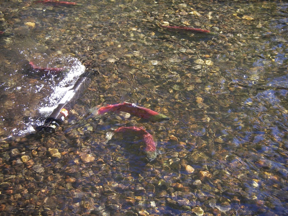 Salmon with sediment device