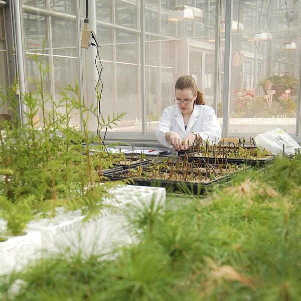 Plant research in the Enhanced Forestry Lab