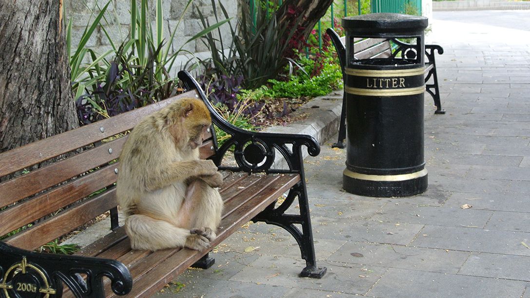 A monkey sits on a park bench in Gibraltar