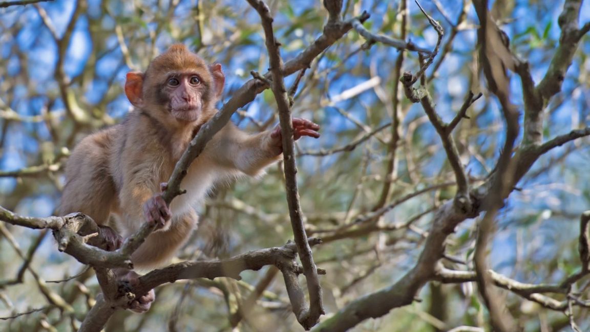 A monkey in a tree in Gibraltar