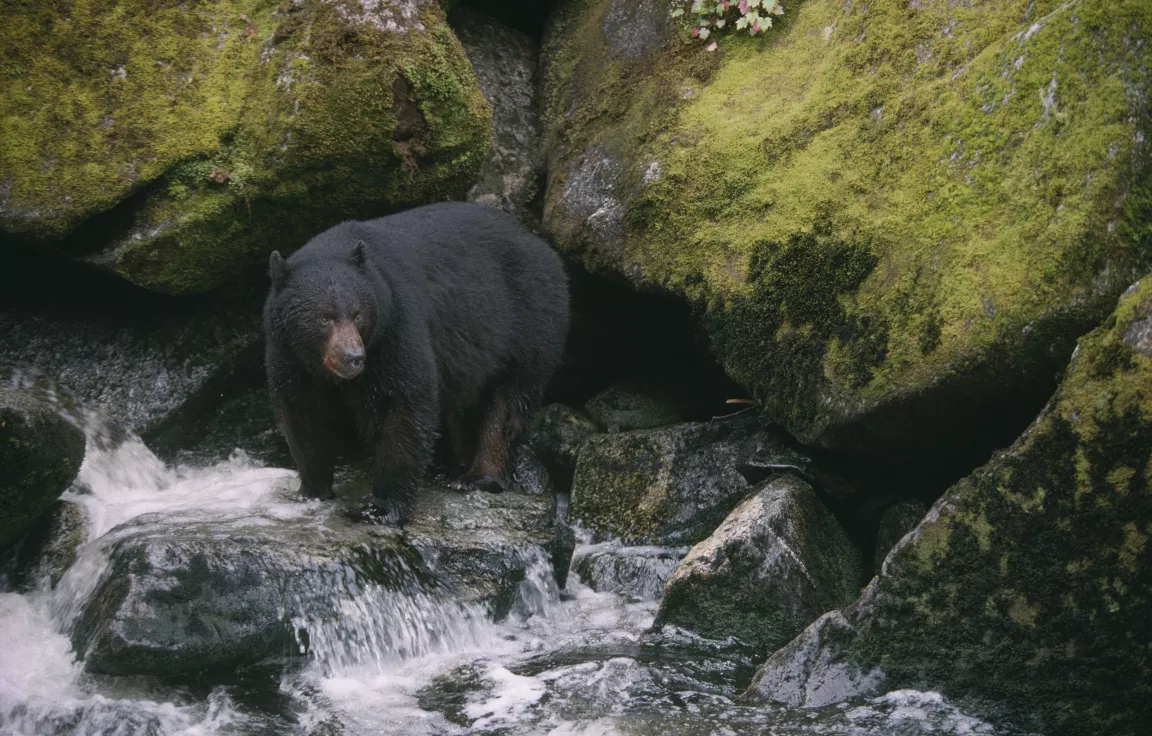 UNBC wildlife monitoroing