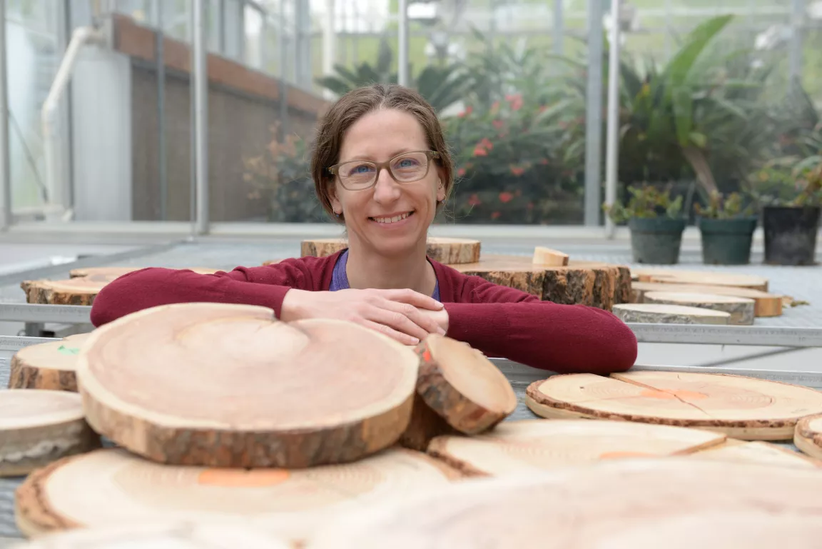 Person wearing purple t-shirt and red sweater rests arms on edge of a table displaying tree ring wedges.