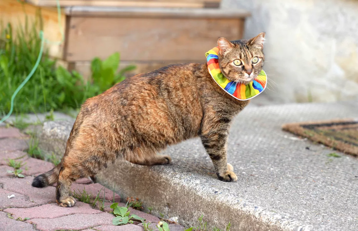 Cats wanted for the study must be free roaming and willing to wear or try a specialty collar.