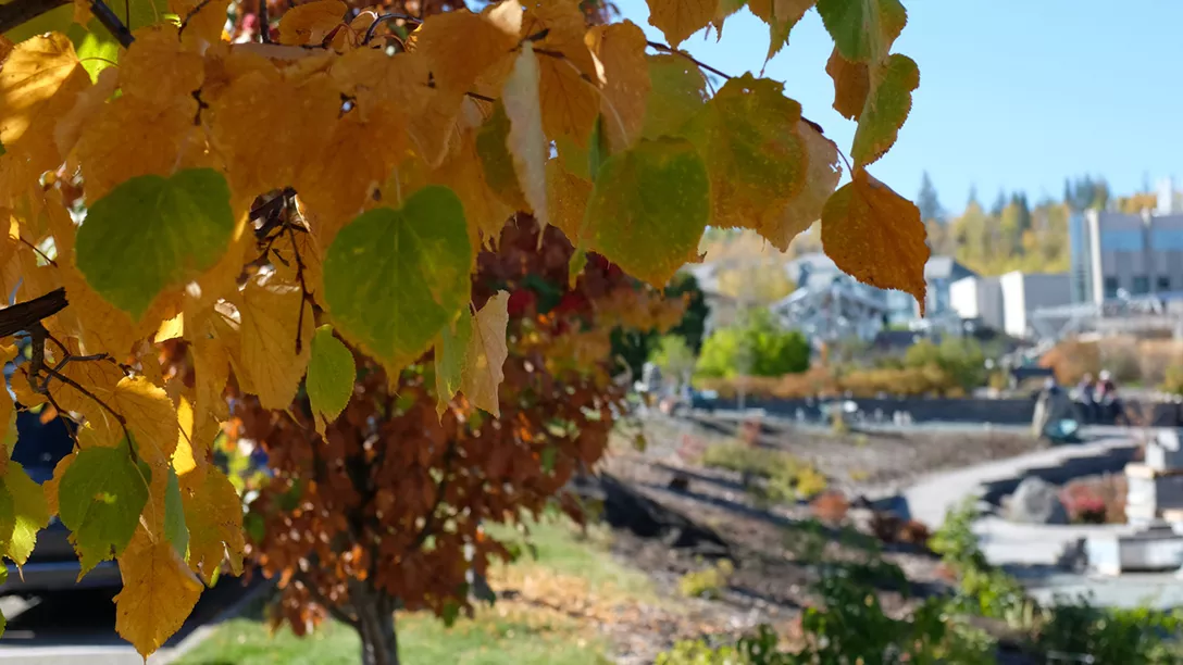 UNBC campus, fall colours 