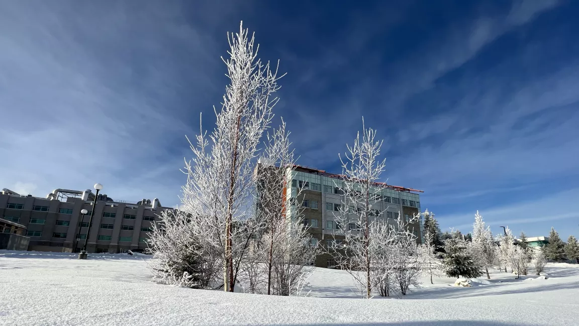 Snow covered tree in front of the Teaching in Learning building on a blue sky winter day 