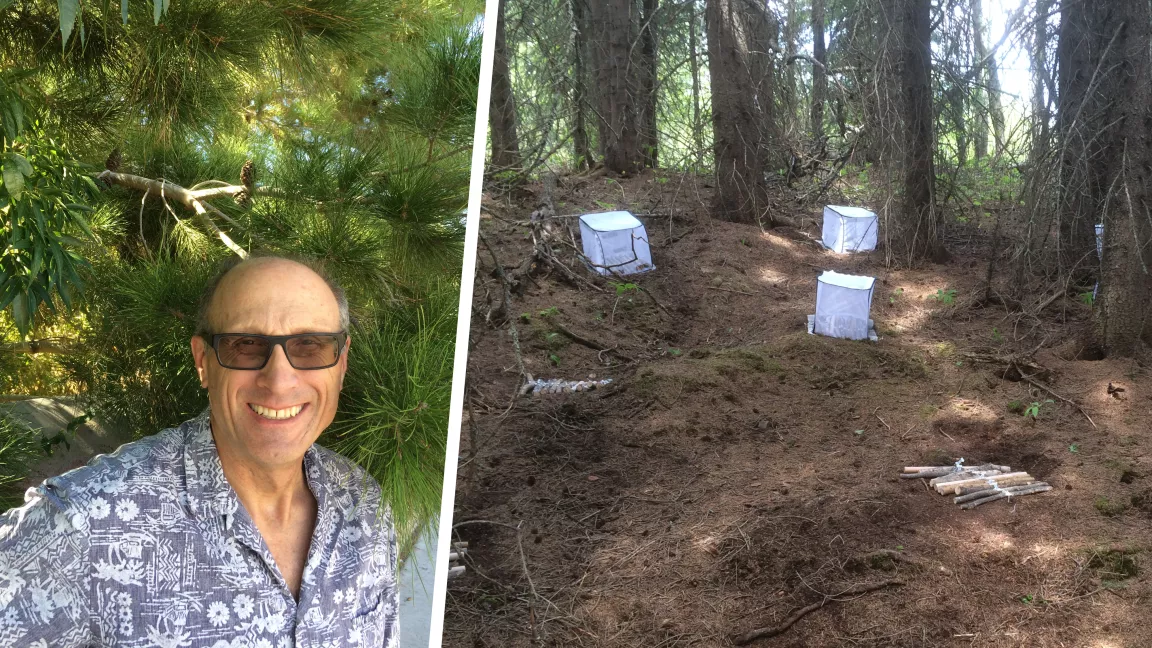 Dr. Phil Burton and one of his experimental set ups, logs placed in a forested area. 