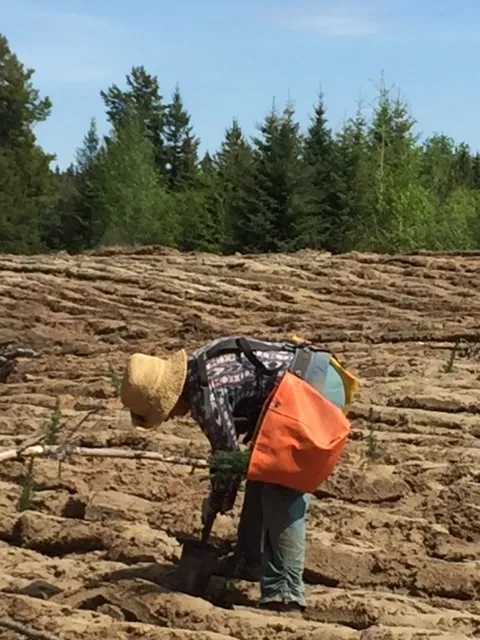 Tree planting