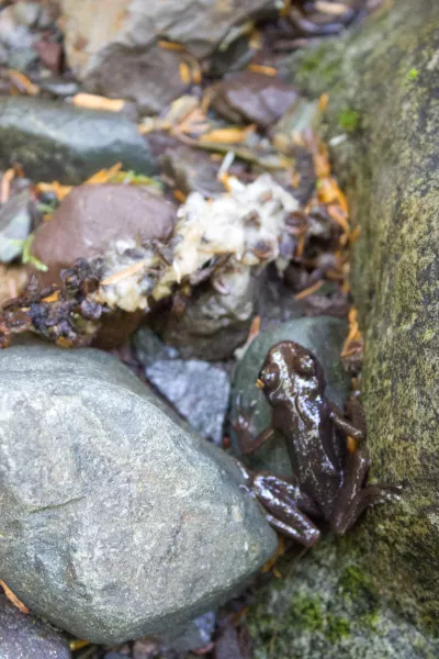 Coastal Tailed Frog (Photo Credit: C. Mosher)