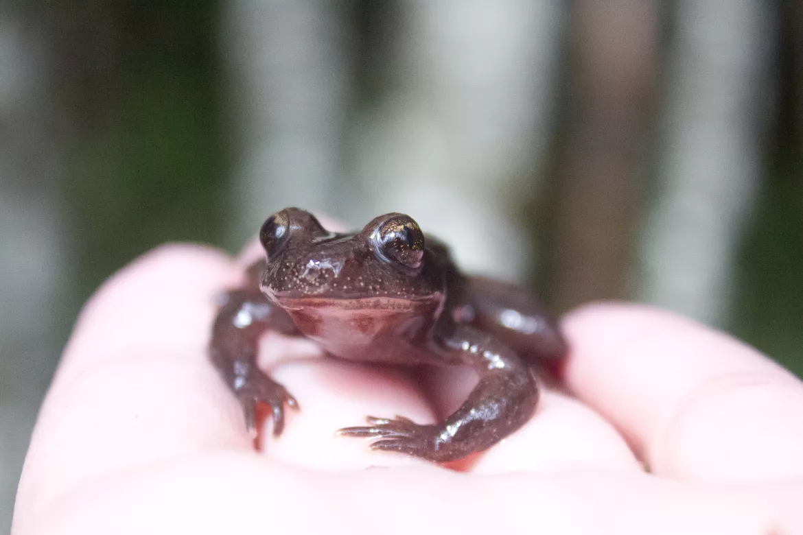 Coastal Tailed Frog (Photo Credit: C. Mosher)