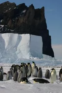 Penguins - photo credit: Dr. Kevin Hall
