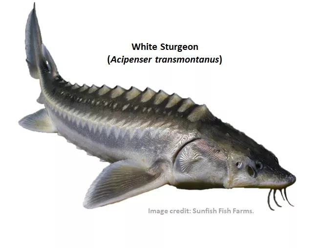 White Sturgeon