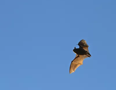 Little brown myotis bats swoop around an area northeast of Prince George.