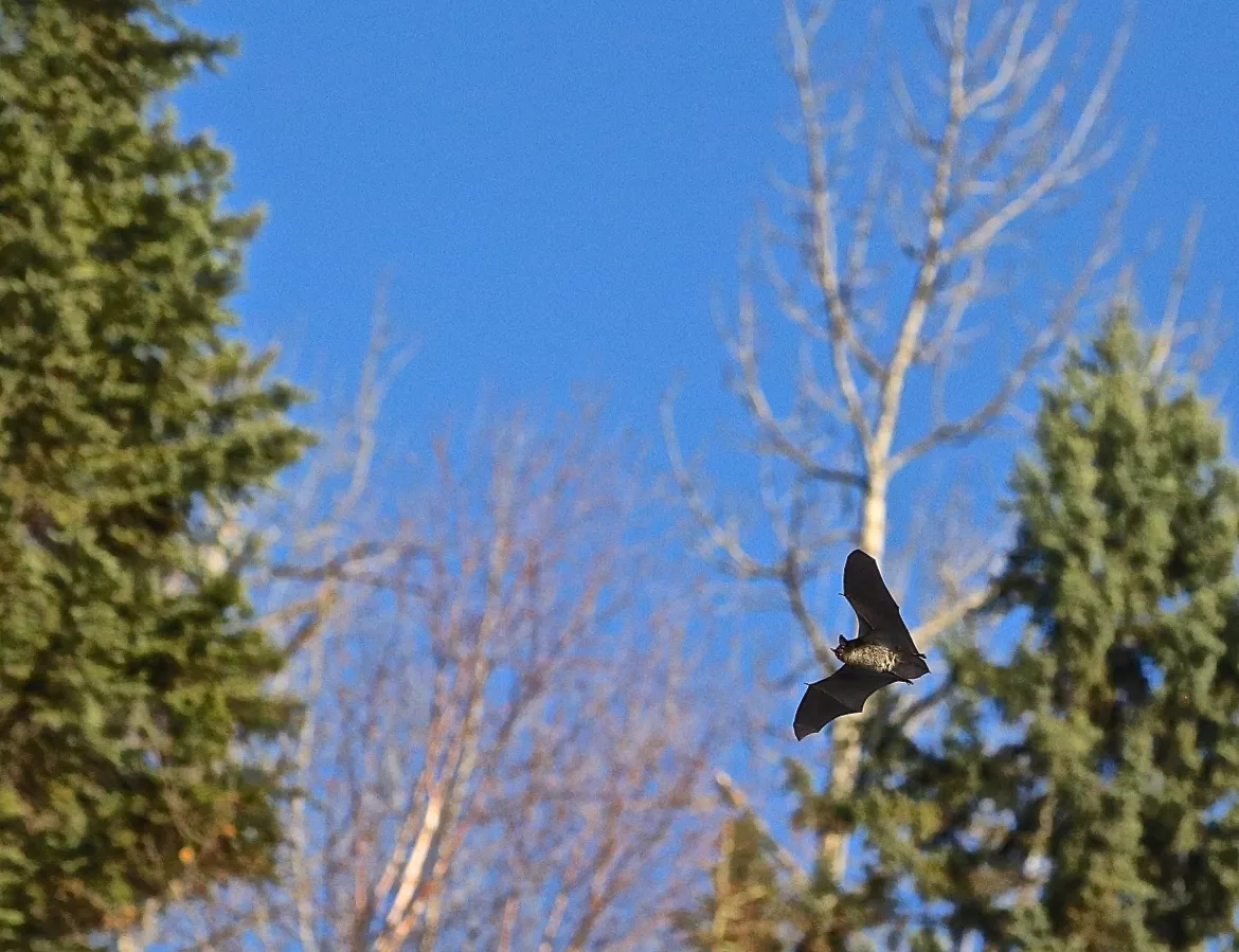 As Candyce Huxter and Dr. Roy Rea recorded the bats, they noticed tall cottonwood trees where they thought they may have had a roost. 