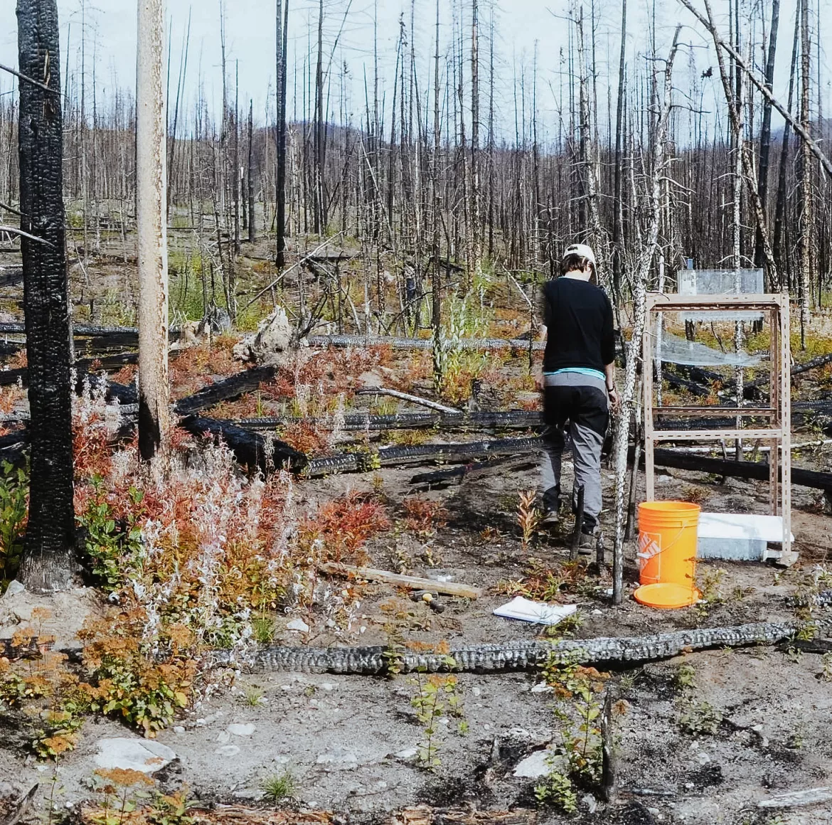 A person works in an area impacted by wildfires. 